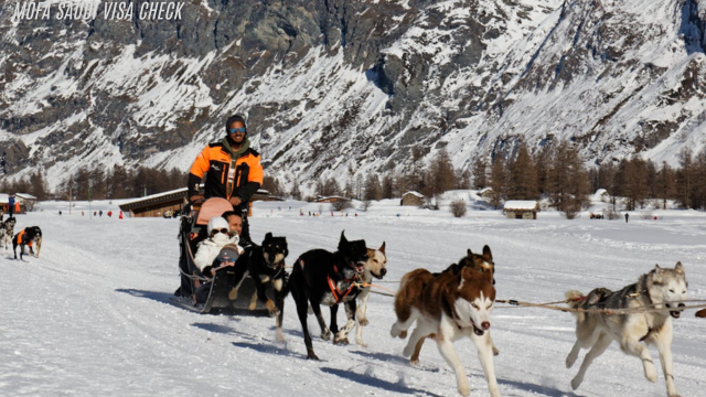 Liburan Salju Dan Menikmati Aktivitas Dogsledding