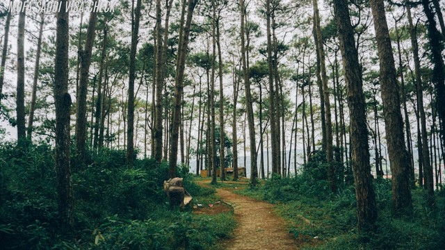 Hutan Pinus di Kemang