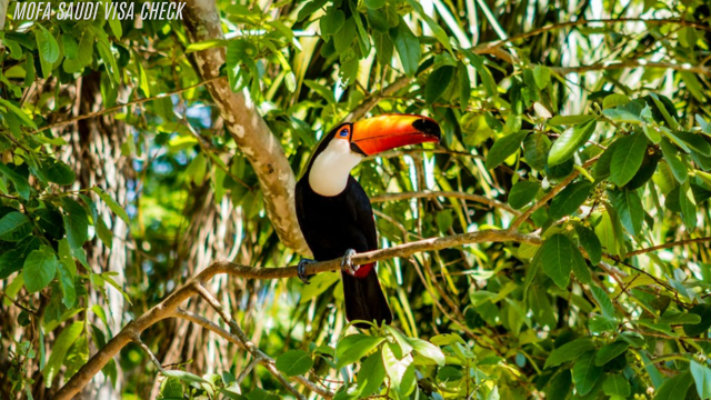 Hutan Hujan Amazon