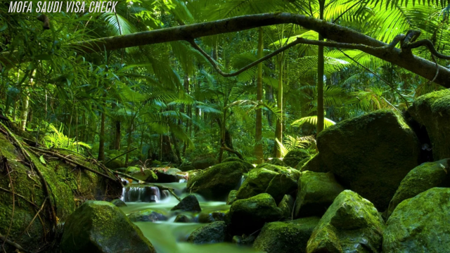 Hutan Hujan Daintree 