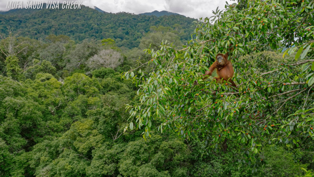 Hutan Hujan Borneo