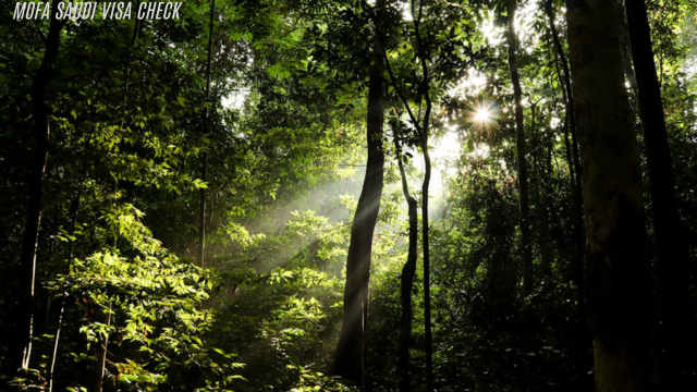 Destinasi Wisata Liburan Hutan Hujan Tropis Di Indonesia