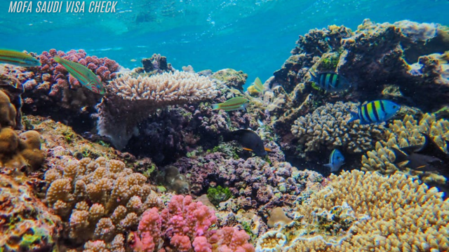 great barrier reef