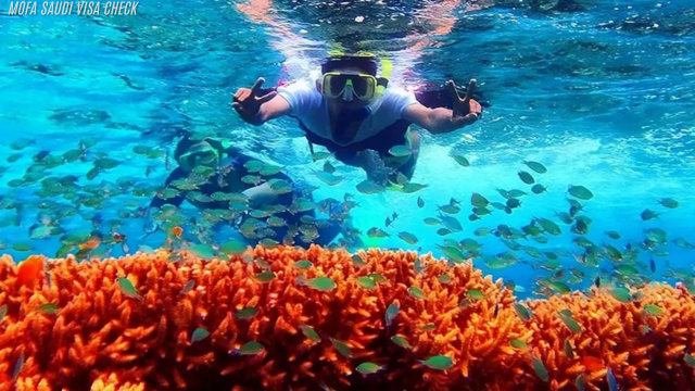 Liburan Snorkeling Seru Menjangan 