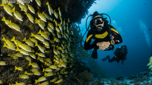Liburan Snorkeling Seru: Menikmati Keindahan Terumbu Karang
