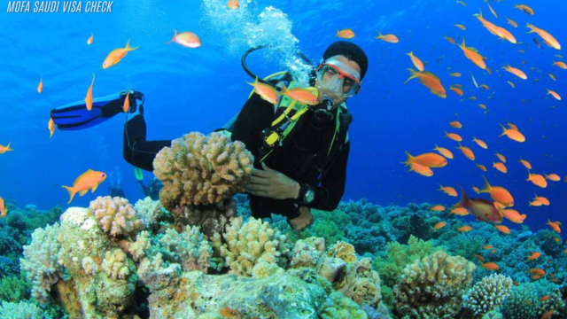 Snorkeling di Pulau Derawan