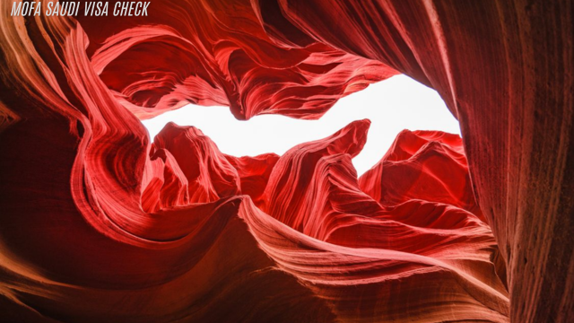 Antelope 